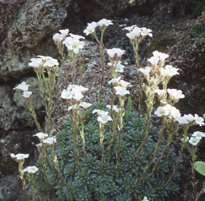 Saxifraga scardica JB600B